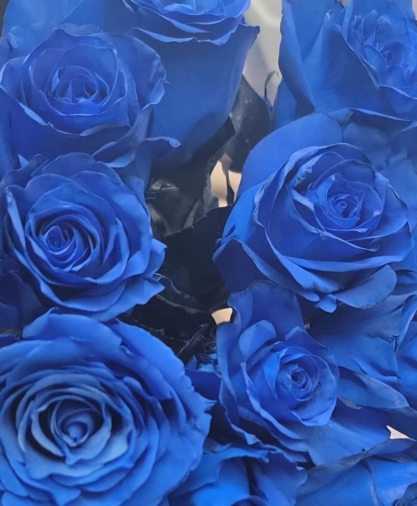 Blue roses in vase