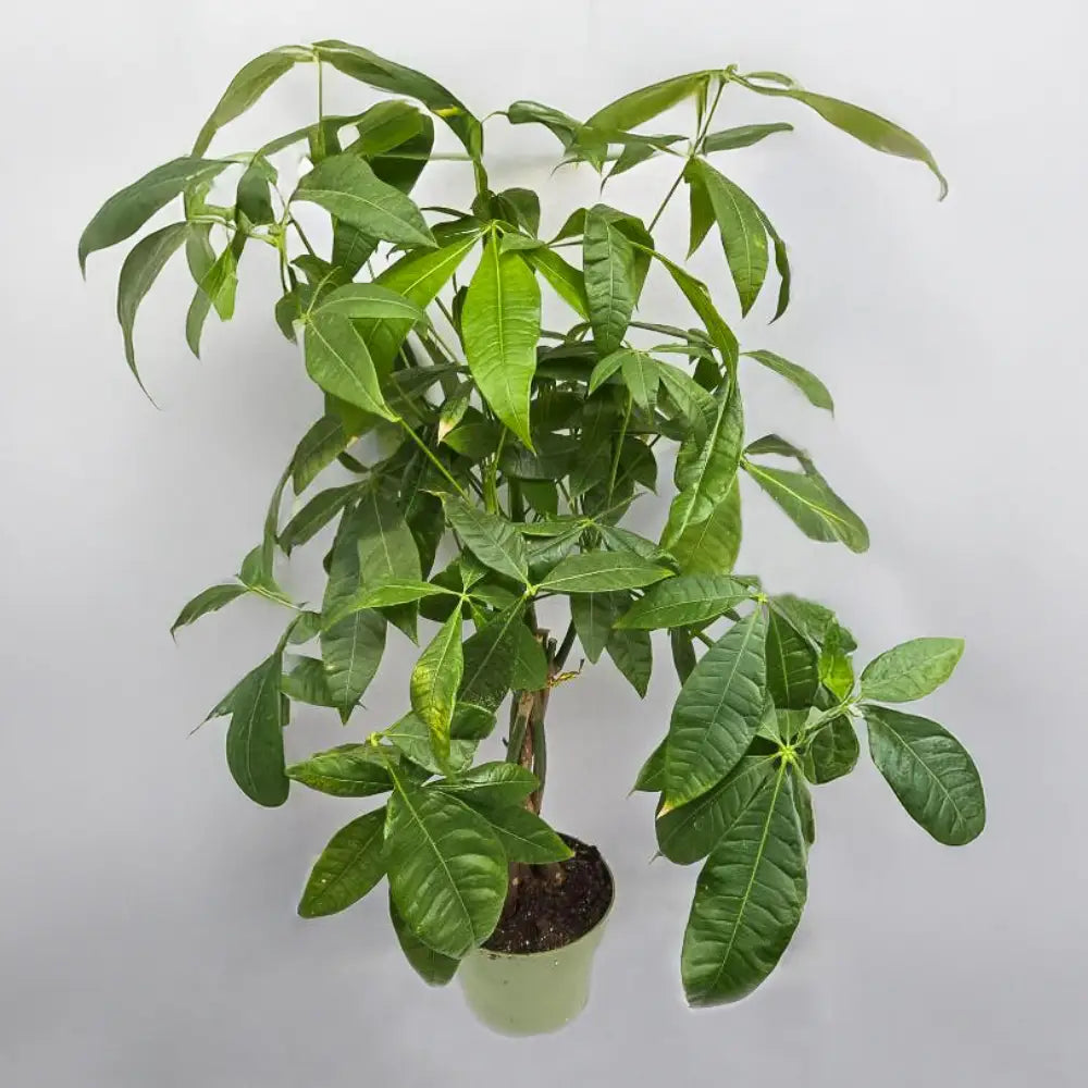 Money Tree
