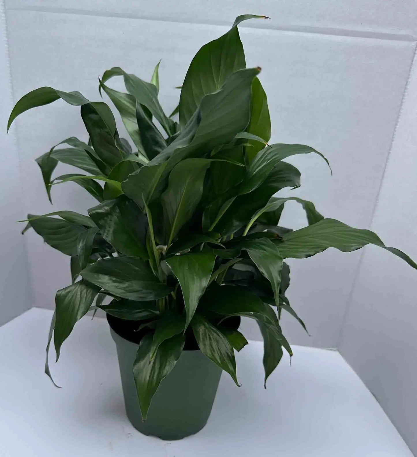 Peace lily - Spath