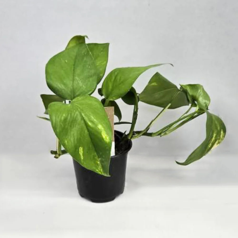 Pothos Plant