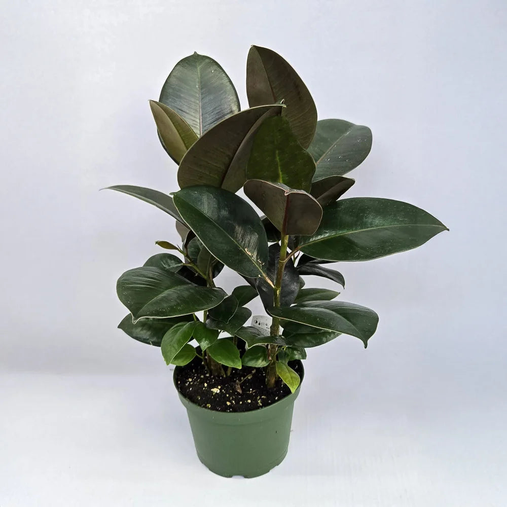 Rubber Plant