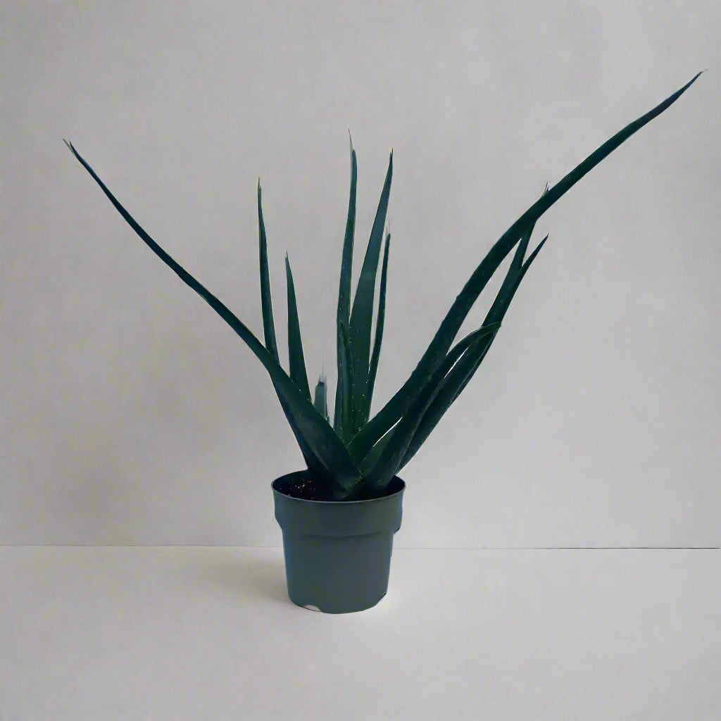 Aloe Vera - Plastic pot