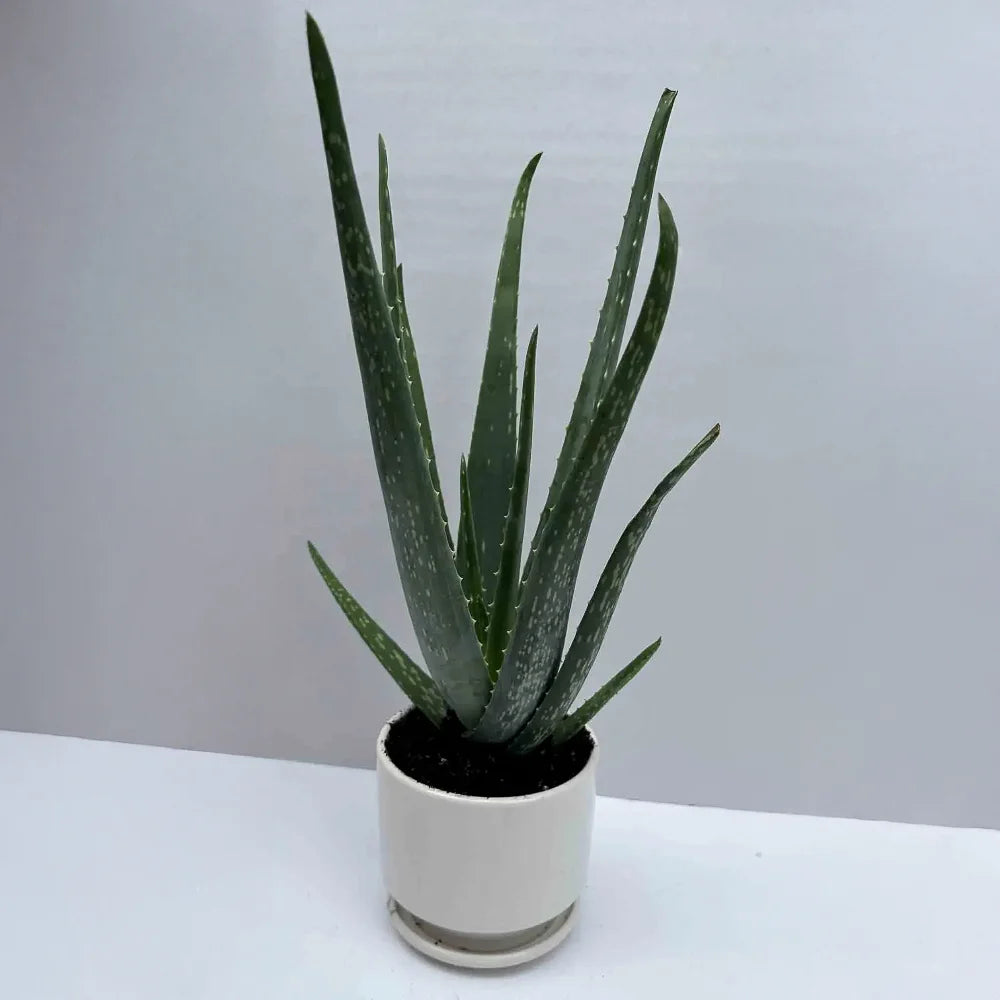 Aloe Vera - Ceramic Pot
