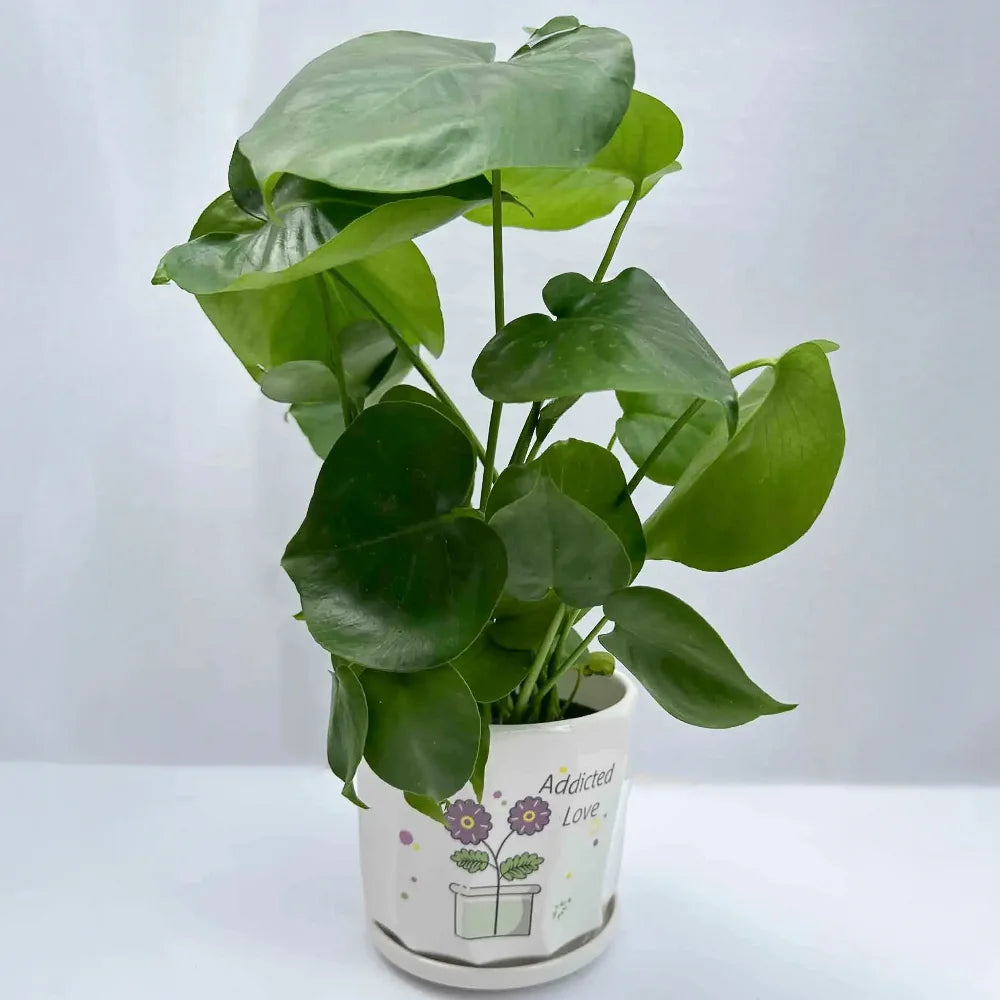 Monstera Plant