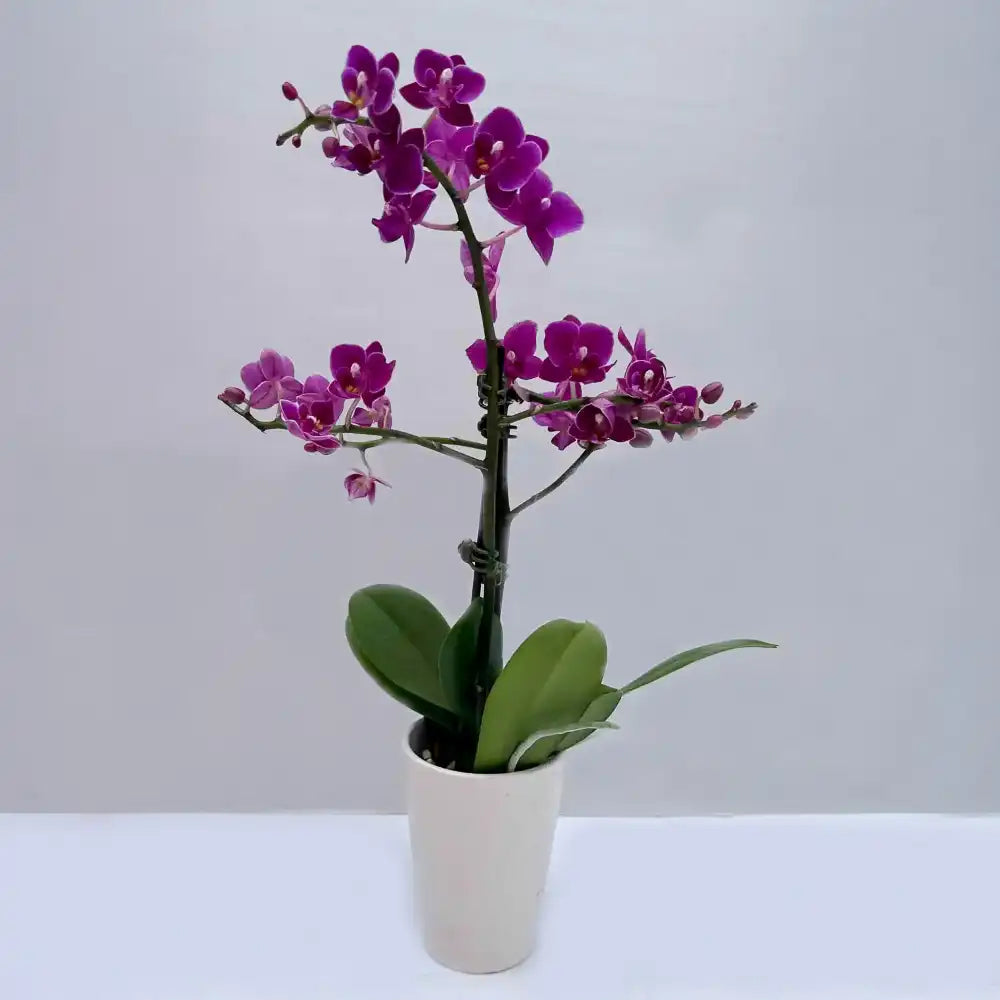 Mini Orchid double steam