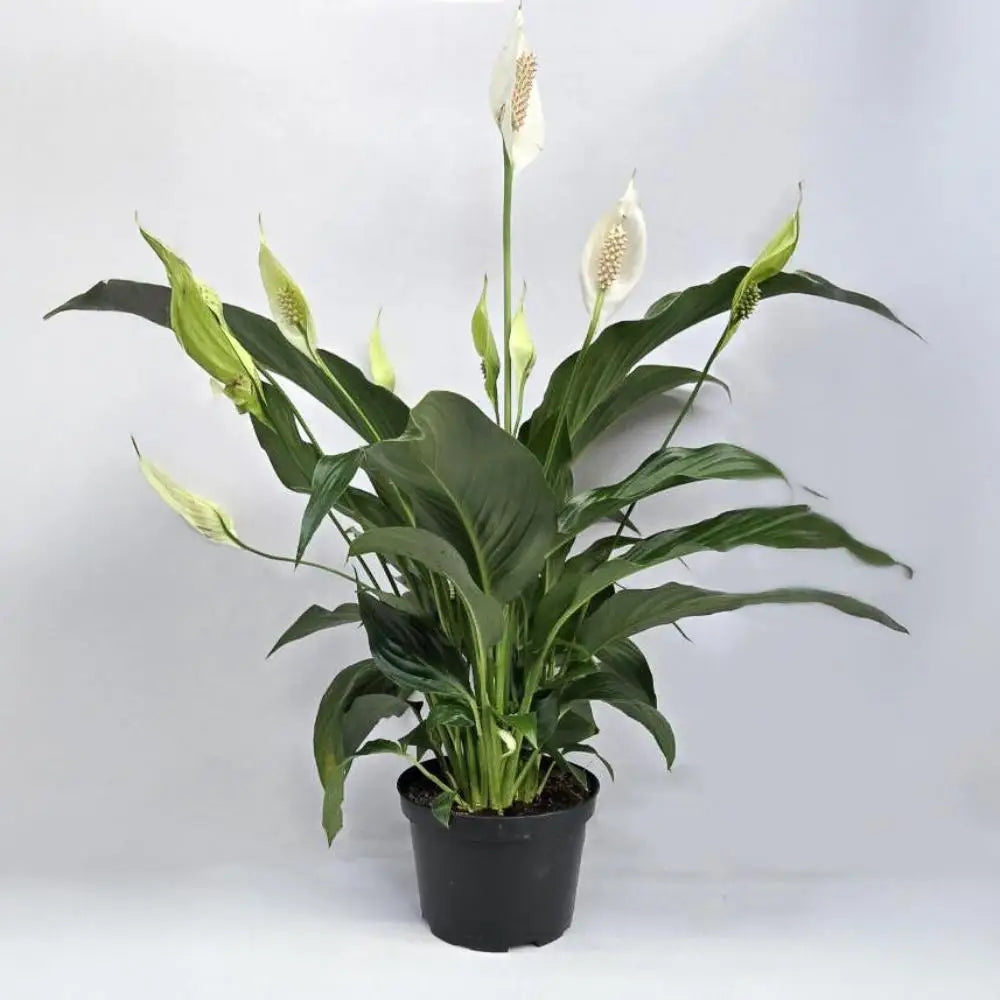 Spath Plant - Peace Lily