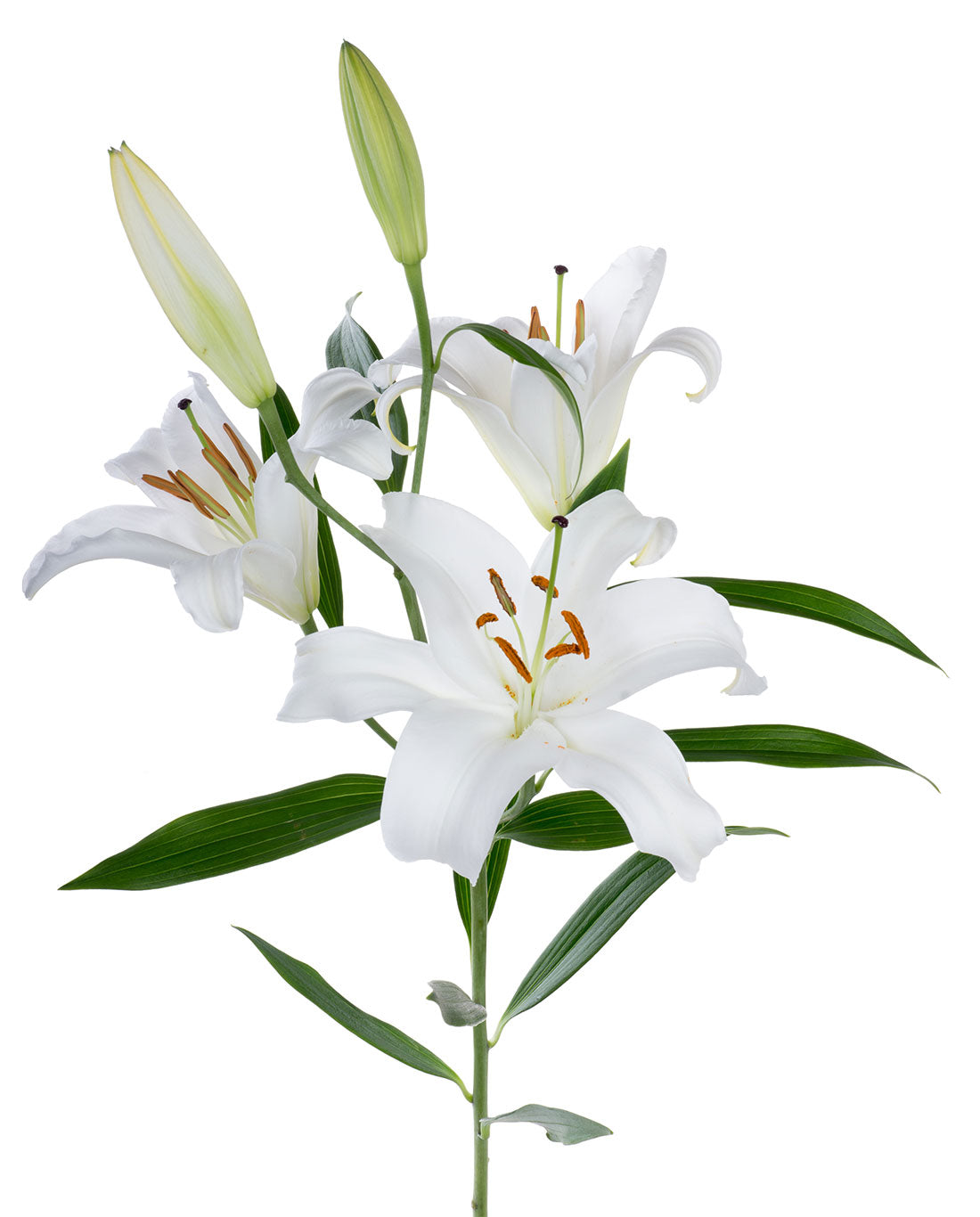 white Lily