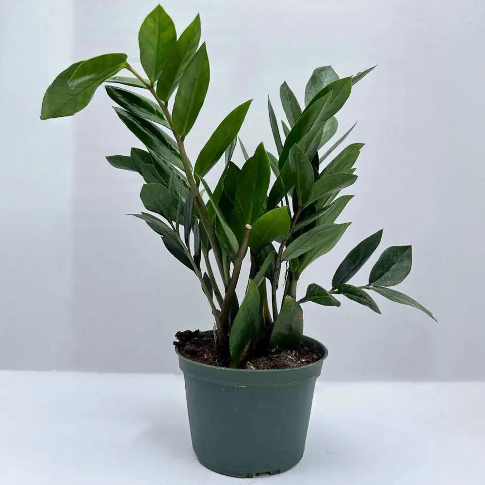 Zz plant - Zanzibar Gem