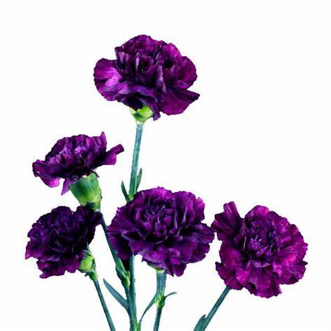 Mini Carnation Bouquet