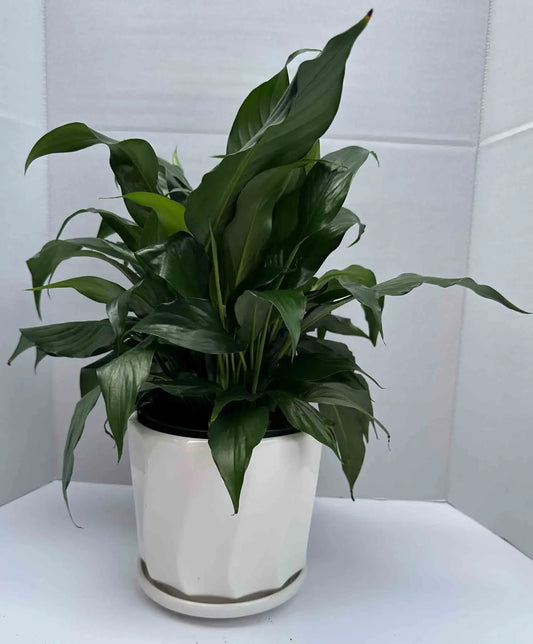 Peace lily - Spath