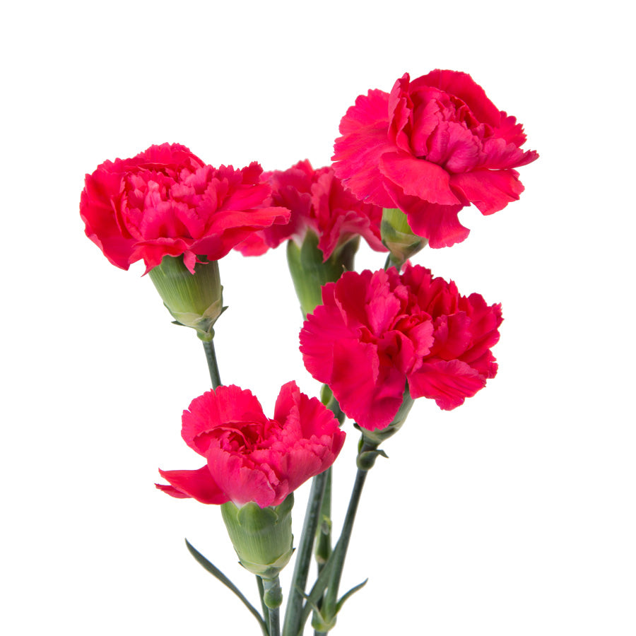 Mini Carnation Bouquet