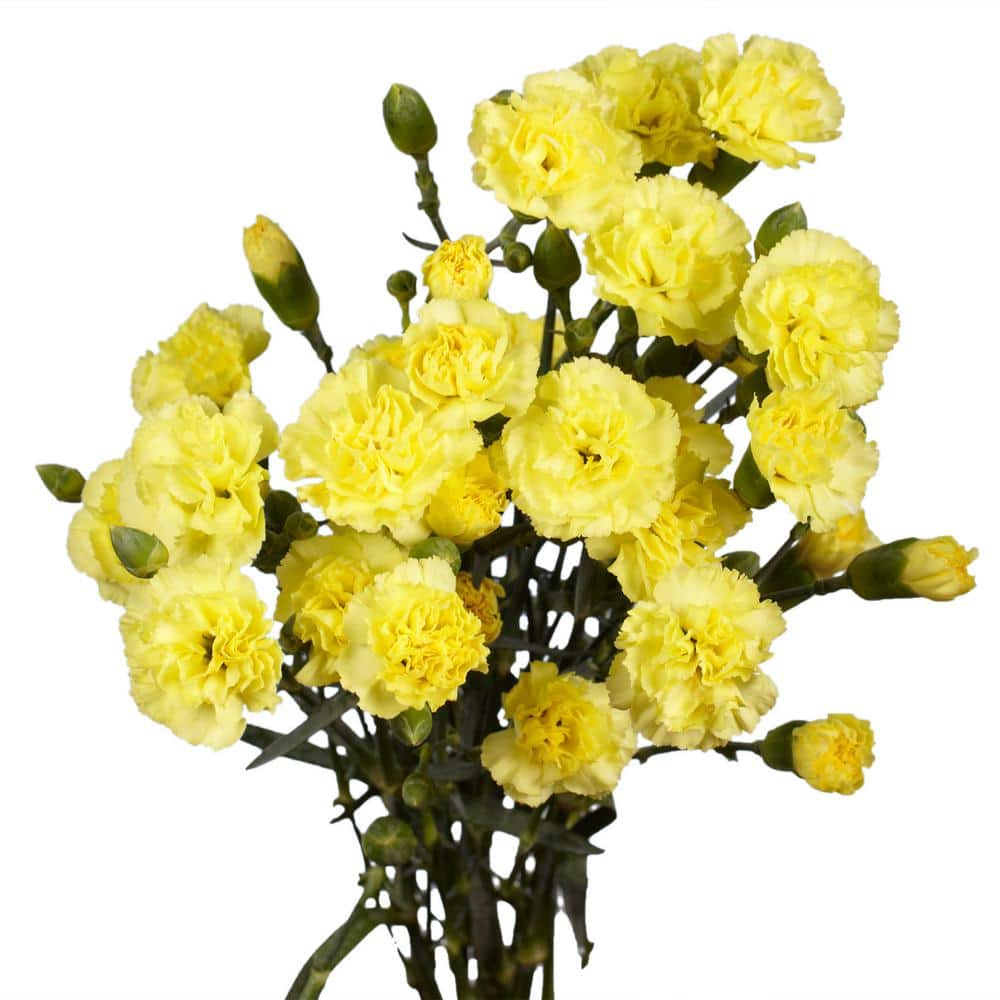 Mini Carnation Bouquet