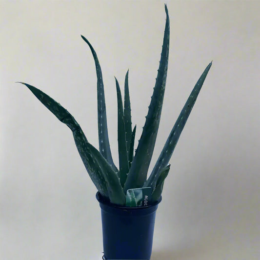 Aloe Vera - Plastic pot