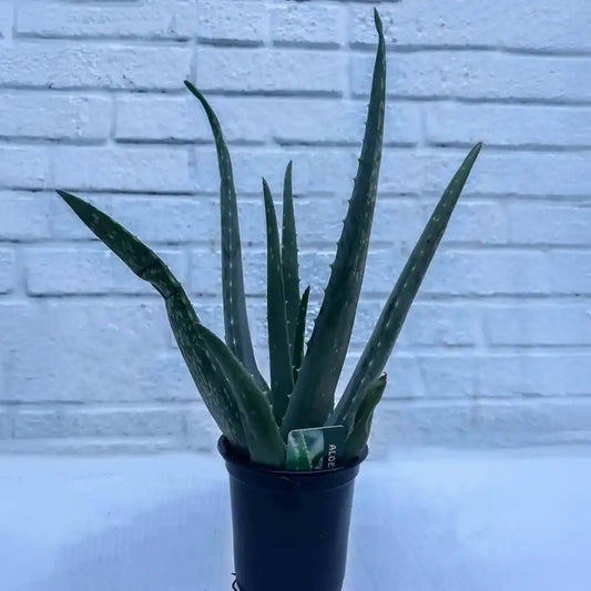 Aloe Vera - Plastic pot