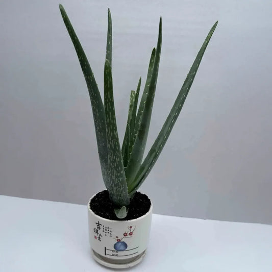 Aloe Vera - Ceramic Pot