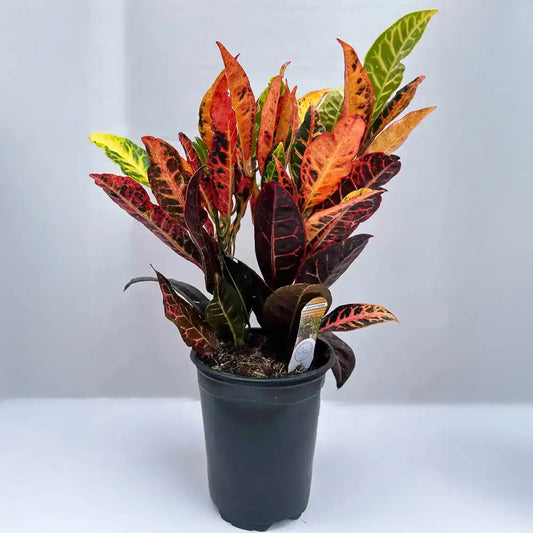 Croton Plant