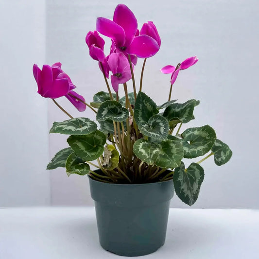 Cyclamen