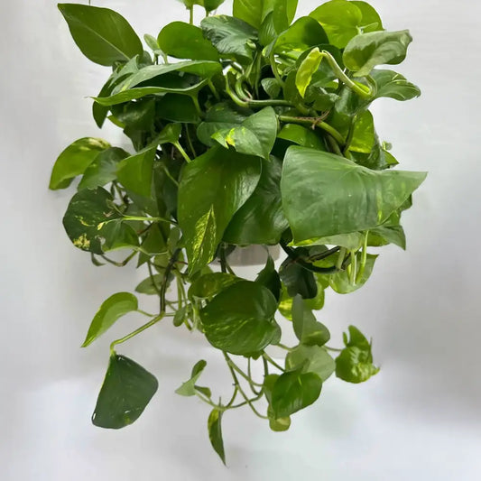 Golden Pothos - Plant hanger