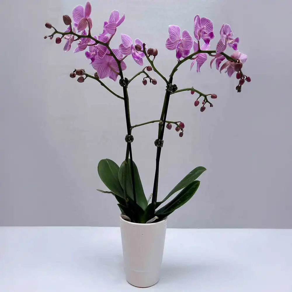 Mini Orchid double steam