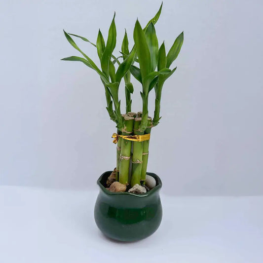 Lucky Bamboo - Small