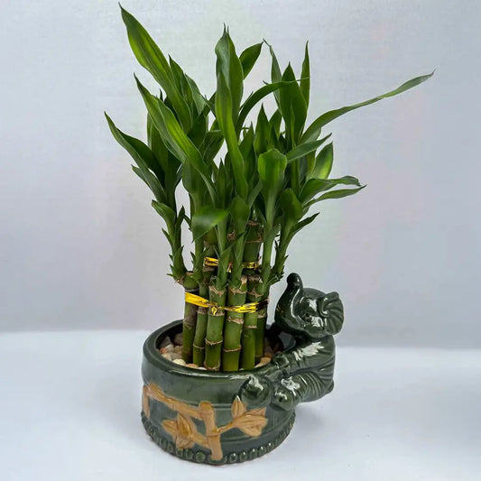 Lucky Bamboo - Elephant Ceramic Pot