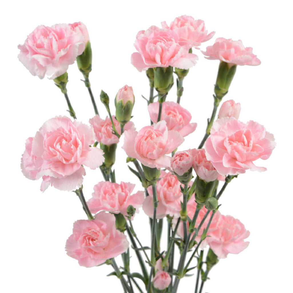 Mini Carnation Bouquet