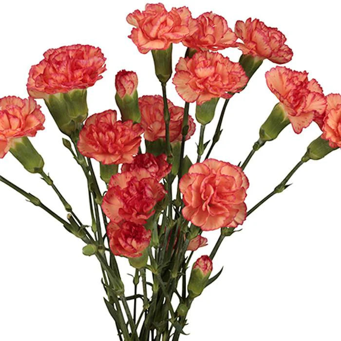 Mini Carnation Bouquet