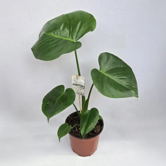 Monstera Plant