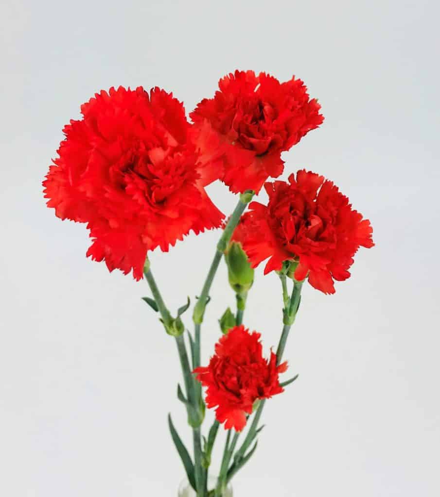 Mini Carnation Bouquet