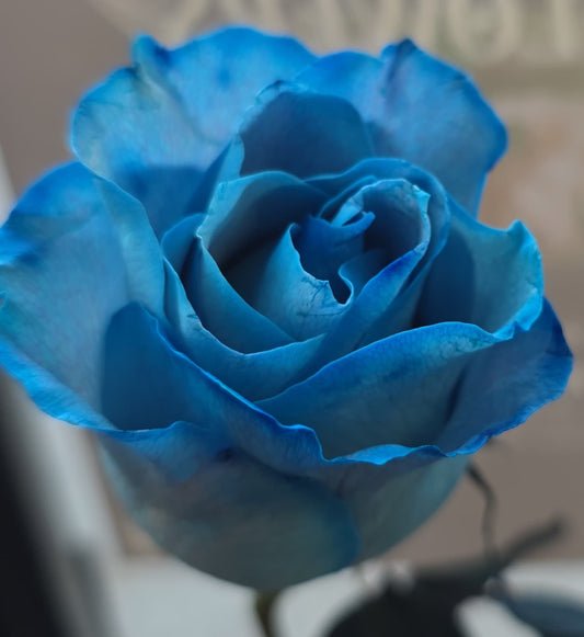 Blue Rose