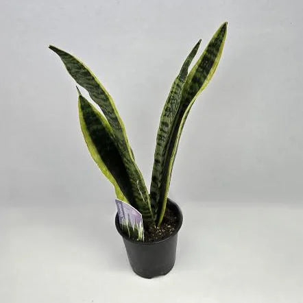 Snake Plant