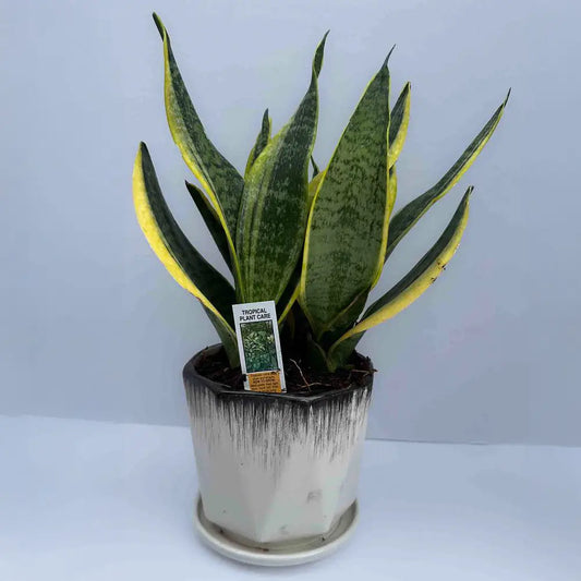 Snake Plant - Ceramic Pot