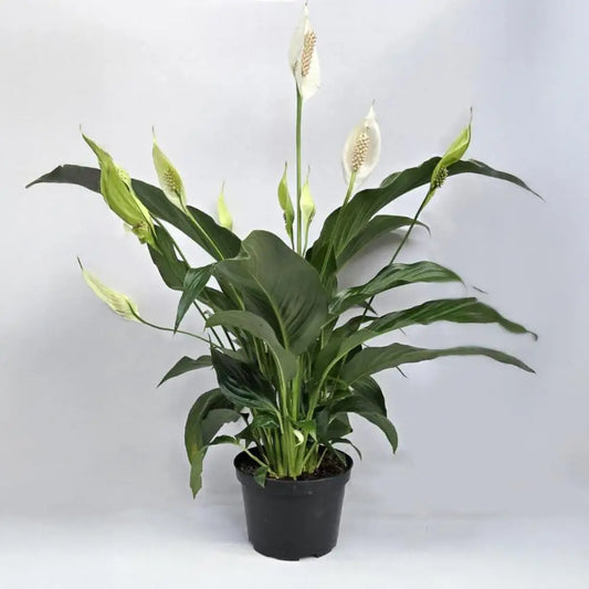 Spath Plant - Peace Lily