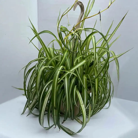 Spider Plant- Hanger