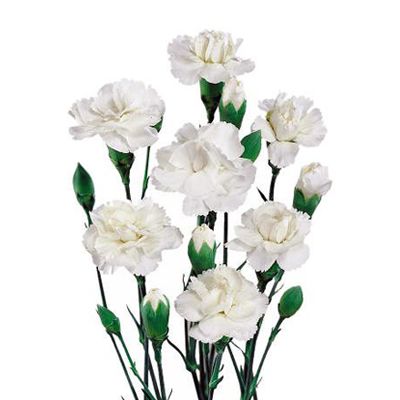 Mini Carnation Bouquet