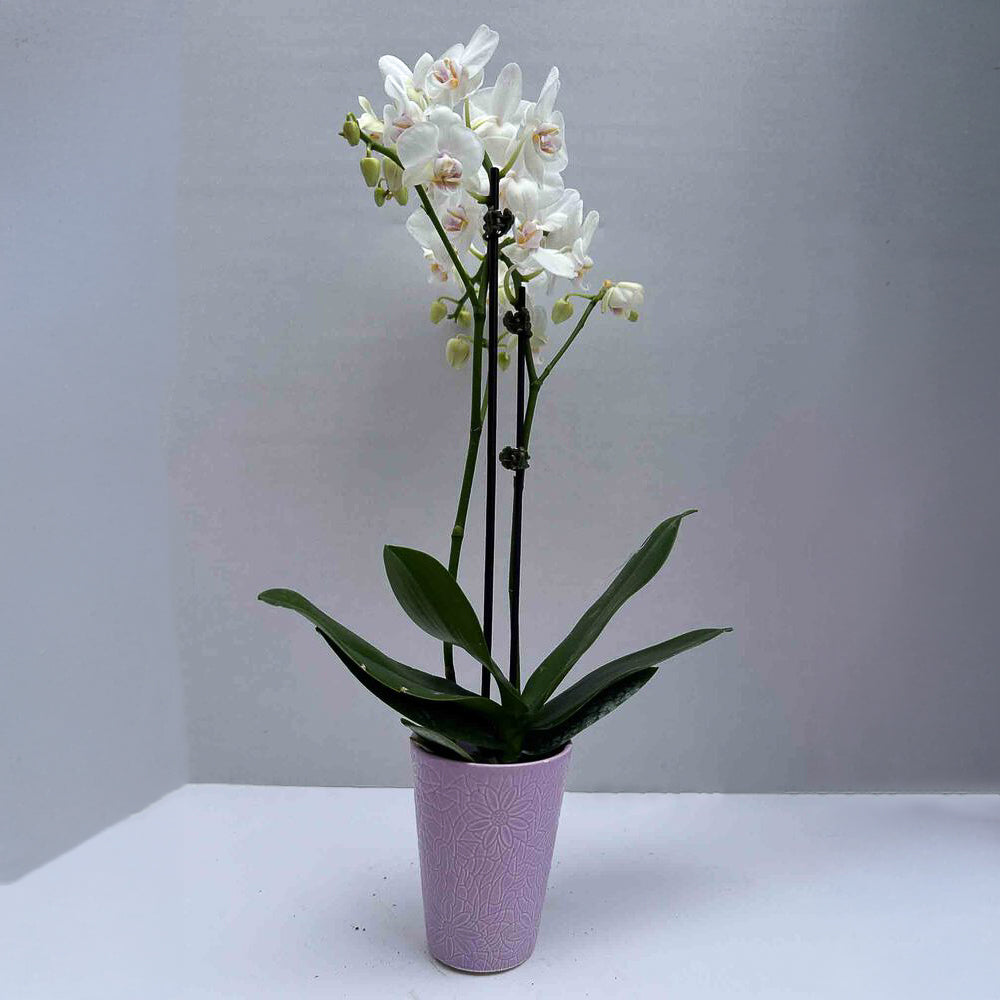 Mini Orchid double steam
