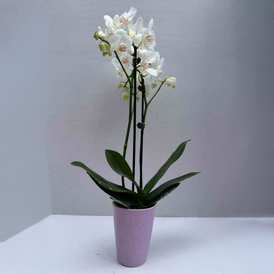 Mini Orchid double steam