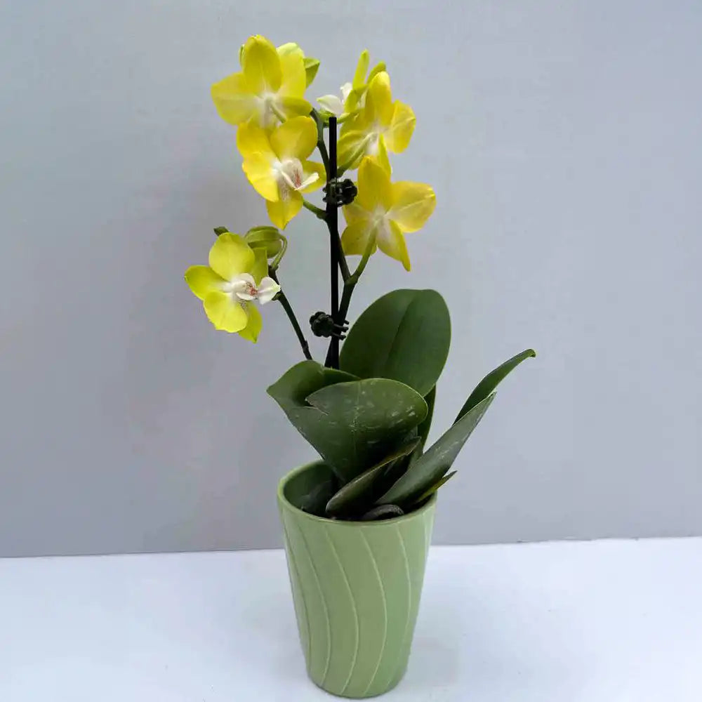 Mini Orchid double steam